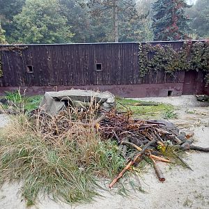 Indian crested porcupine exhibit