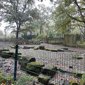 Visayan warty pig exhibit