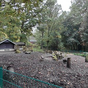 Visayan warty pig exhibit