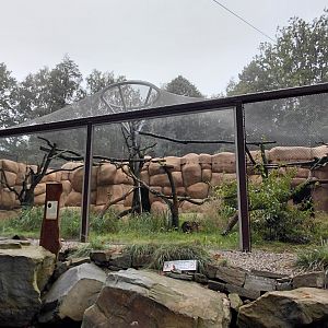Geoffroy's cat exhibit