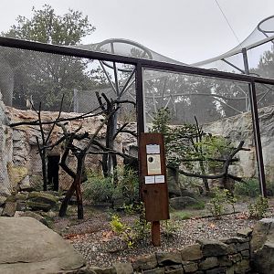 Jaguarundi exhibit