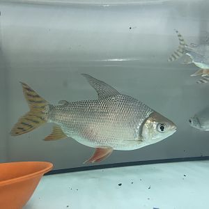 kissing prochilodus (semaprochilodus insignis)