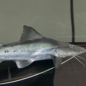 piraiba (brachyplatystoma filamentosum)