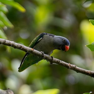 Blue-rumped Parrot (Psittinus cyanurus cyanurus)