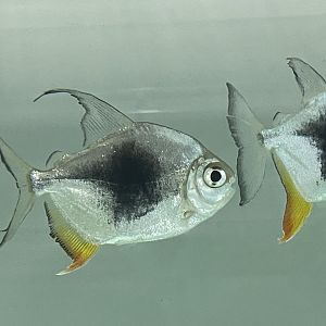 blackberry silver dollar (myloplus sp. lamax III)