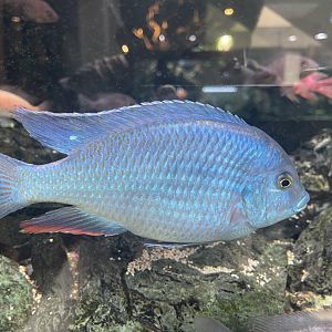 blue dolphin cichlid (cyrtocara moorii)