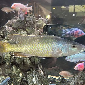 sunset haplo (dimidiochromis strigatus)