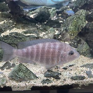 female flavescent peacock (aulonocara cf. stuartgranti)