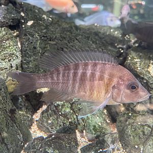 female yellow regal peacock (aulonocara cf. baenschi)