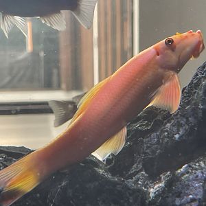 chinese algae eater (gyrinocheilus aymonieri)