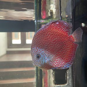 discus (leopard panthera morph) (symphysodon sp.)