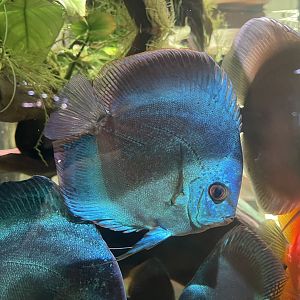 discus (blue diamond morph) (symphysodon sp.)