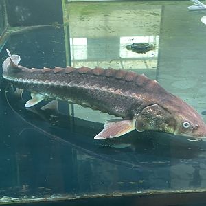 diamond sturgeon (huso gueldenstaedtii)