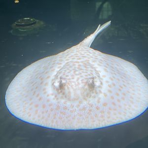 albino ocellate river stingray (potamotrygon motoro)