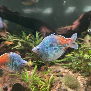 deformed boeseman’s rainbowfish (melanotaenia boesemani)