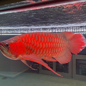 super red arowana (sceleropages formosus)