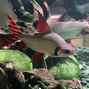 kissing prochilodus (semaprochilodus insignis)