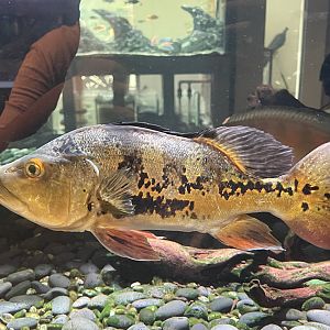 butterfly peacock bass (cichla ocellaris)