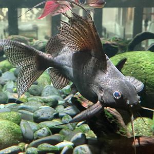 featherfin squeaker (synodontis eupterus)