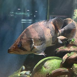 indonesian tigerfish (datnoides microlepis)