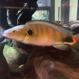 red-finned pike cichlid (lugubria johanna)