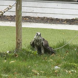 Saker Falcon?