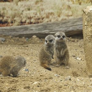 Baby Meerkats