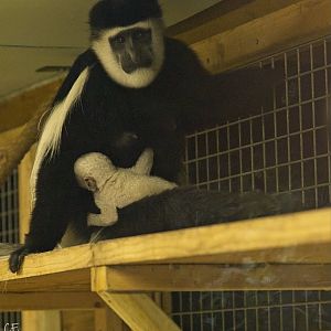 Colobus baby