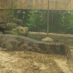 Both Tomistomas. (Tropical house)