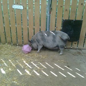 Dotty and Darcy the pigs playing football part 2
