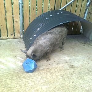 Dotty and Darcy the pigs playing football part 1