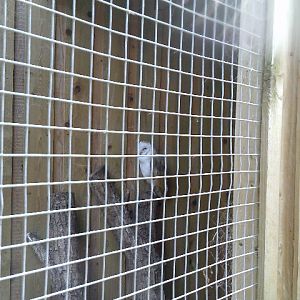Barn Owl