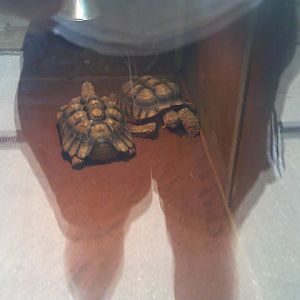 African Spur Tortoises