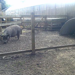 Pig Paddock