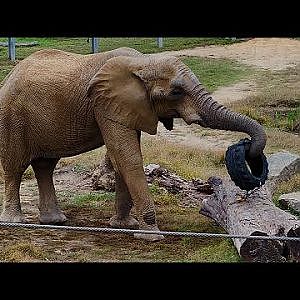 Maryland Zoo Autumn Safari - YouTube
