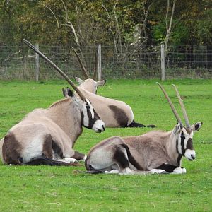 Gemsbok