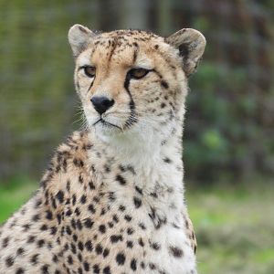 Cheetah
