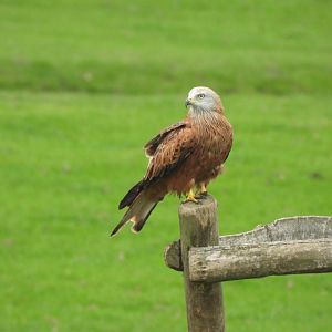 Wild Red Kite