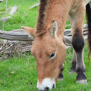 Przewalski's Horse
