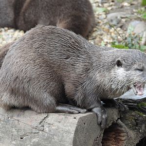 Asian Short Clawed Otter