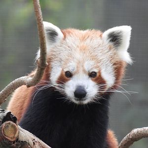 Red Panda
