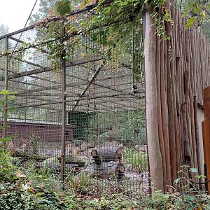 Pallas's cat exhibit