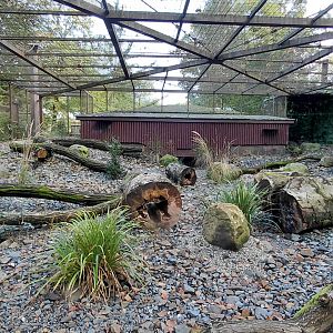 Pallas's cat exhibit