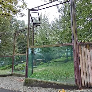Asiatic lion outdoor exhibit