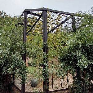 Asiatic lion outdoor cage