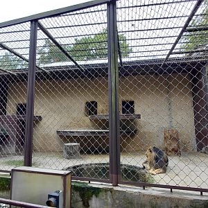 Asiatic lion outdoor cage
