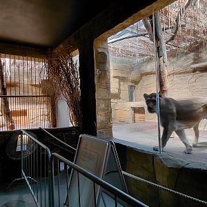 Asiatic lion indoor exhibit