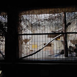 Leopard indoor exhibit