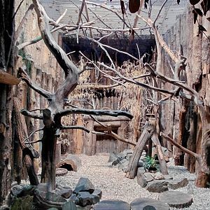Rusty-spotted cat exhibit