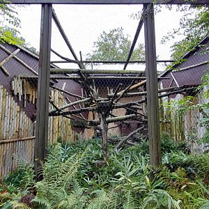 Binturong outdoor exhibit